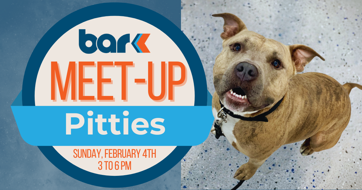Pitties meet up at Bar K on Sunday Feb 4th from 3 to 6 pm