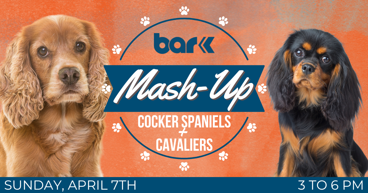Bar K MAsh-up cocker spaniels and cavaliers on Sunday april 7th from 3 to 6 pm