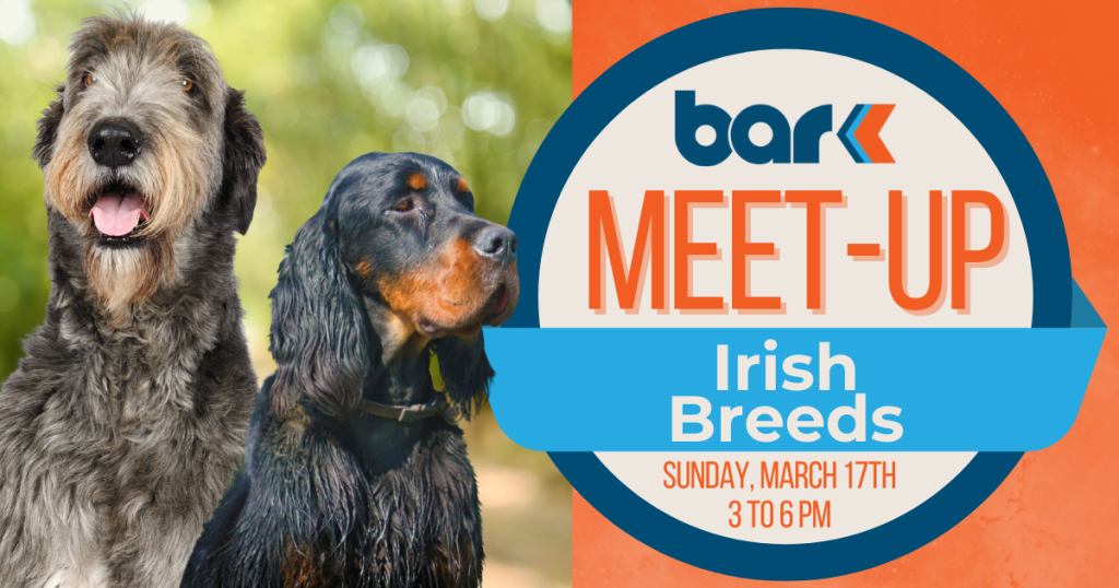 Irish breeds meet up at Bar K on Sunday March 17th from 3 to 6 pm