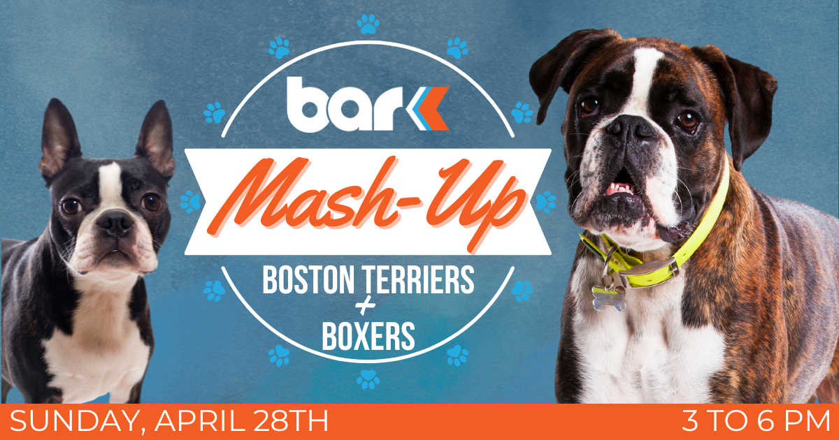 Bar K Mash-up boston terriers and boxers. Sunday april 28th from 3 to 6 pm