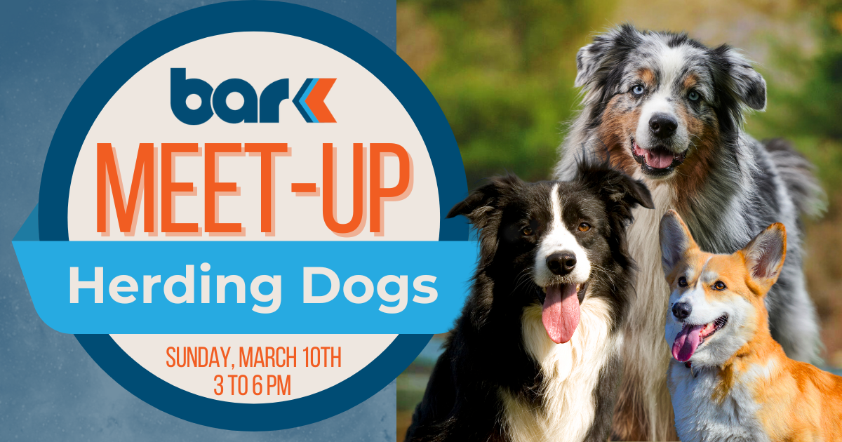 Herding dogs meet up at Bar K on Sunday March 10th from 3 to 6 pm