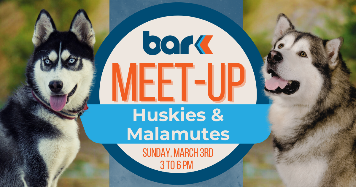 Huskies and Malamutes meet up at Bar K on Sunday March 3rd from 3 to 6 pm