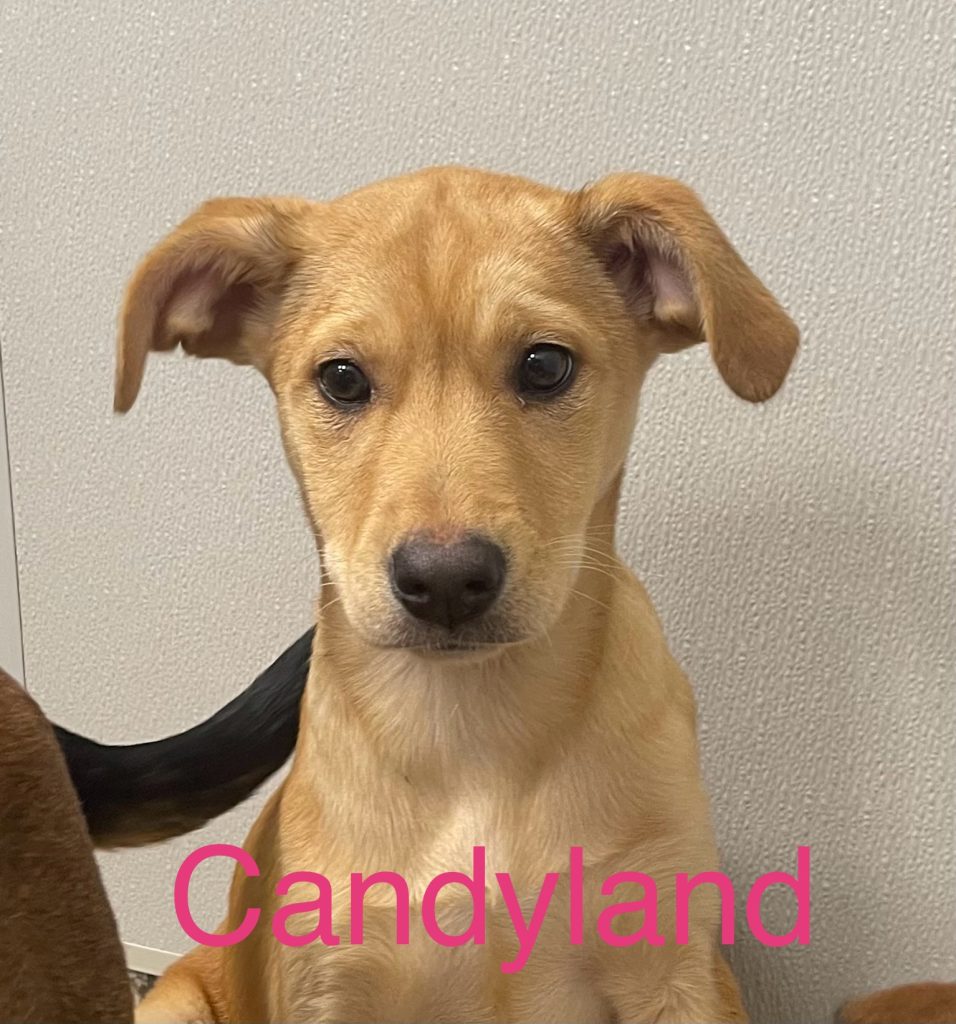 Image of adoptable dog, Candyland.
