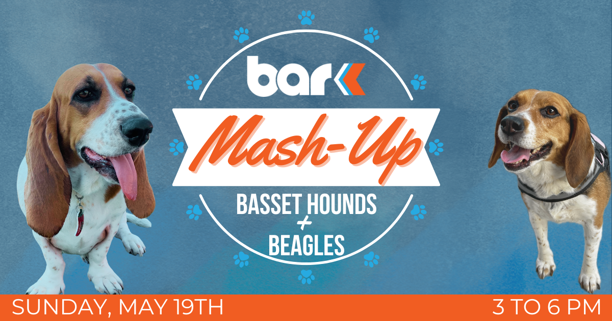 Bar K mash-up basset hounds and beagles. Sunday, may 19th from 3 to 6 pm.