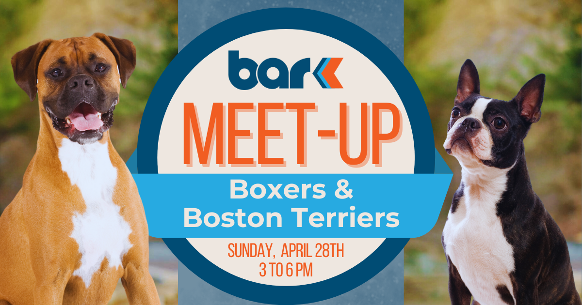 Bar K Boxers & Boston Terriers Meet-up. Sunday, April 28th 3 to 6 pm.