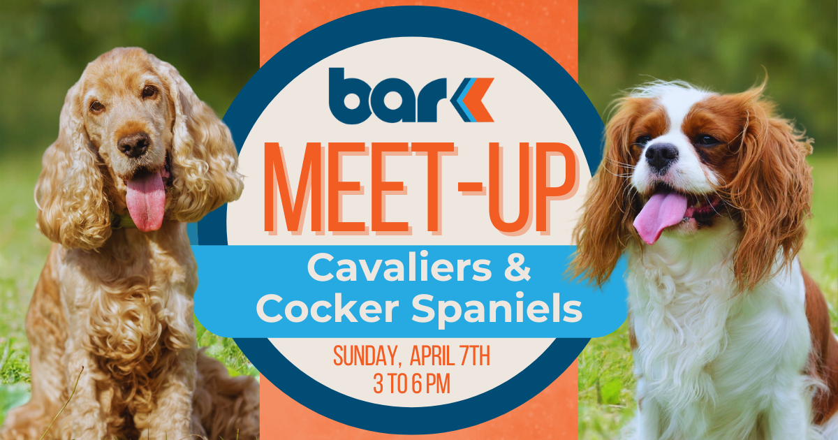 Bar K Meet-up for cavaliers & Cocker Spaniels. Sunday, April 7th from 3 to 6 pm.