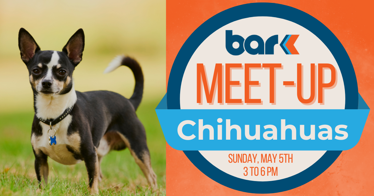 Bar K chihuahuas Meet-up on Sunday may 5th 3 to 6 pm