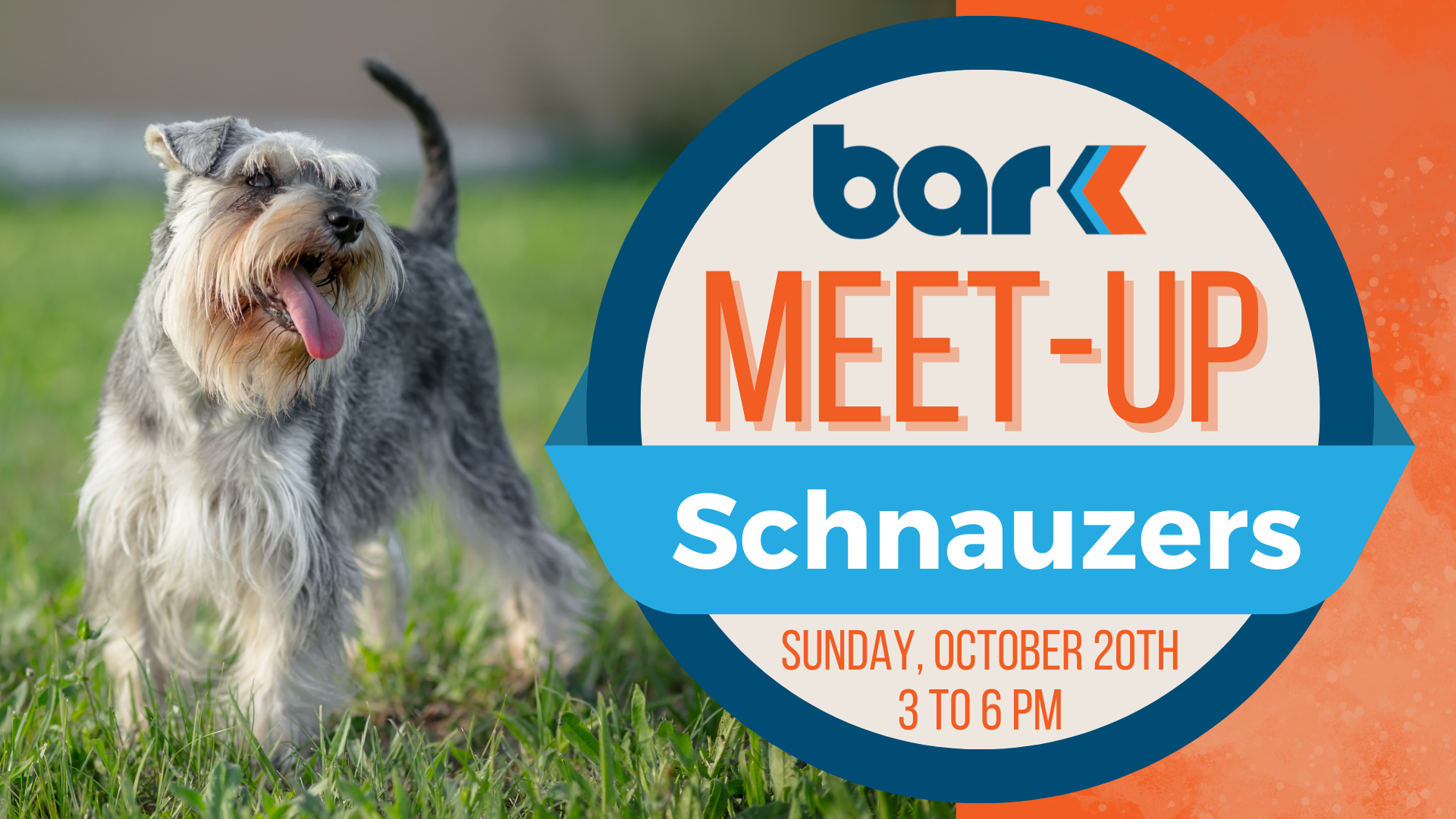 The image shows a promotional graphic for a Schnauzer Meet-Up event. On the left side, there is a photo of a gray and white Schnauzer with a bushy beard and tongue hanging out, happily walking on a grassy field. The right side of the image features an orange background with the Bar K logo at the top, followed by bold text that reads, "MEET-UP Schnauzers." Below, the event details are listed: "Sunday, October 20th, 3 to 6 PM." The design combines playful, vibrant colors and highlights the event theme clearly.