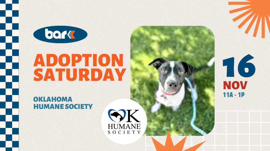 The image is a promotional poster for an adoption event by the Oklahoma Humane Society. It is divided into two sections. On the left, there is a white background with a blue checkerboard pattern running vertically along the edge. The word "bark" is displayed in a blue oval at the top. Below it, in large orange letters, reads "ADOPTION SATURDAY", followed by "OKLAHOMA HUMANE SOCIETY" in smaller blue text. At the bottom, there is a circular logo of the Oklahoma Humane Society showcasing a heart encircling the state of Oklahoma. The right side of the image features a photograph of a black and white dog with large eyes, sitting on green grass. Below the photo, in bold blue and red text, it announces the event date and time—"16 NOV 11A - 1P". An orange sunburst design decorates the top right corner.