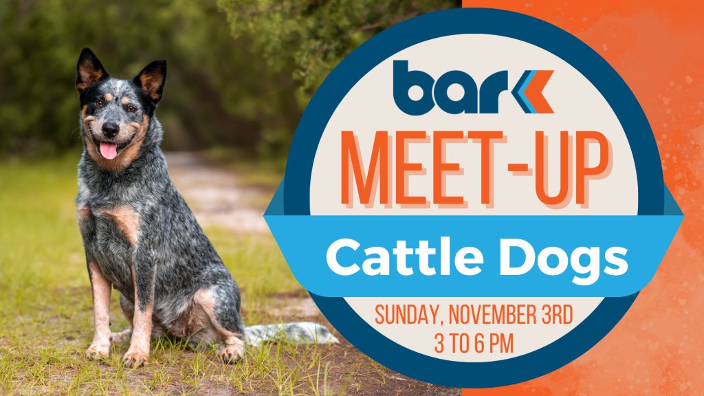 The image is a promotional graphic for a Cattle Dogs Meet-Up event. On the left side, there is a photo of a Cattle Dog, a sleek and muscular dog with a black head and blue speckled coat, standing on a patch of green grass. The dog looks alert, facing to the camera. On the right side, the event details are displayed on an orange background with the Bar K logo at the top. Bold text reads "MEET-UP" with "Cattle Dogs" below in a bright blue banner. The date and time are listed as "Sunday, November 3rd, 3 to 6 PM." The design is vibrant and visually highlights the event's focus on Cattle Dogs.