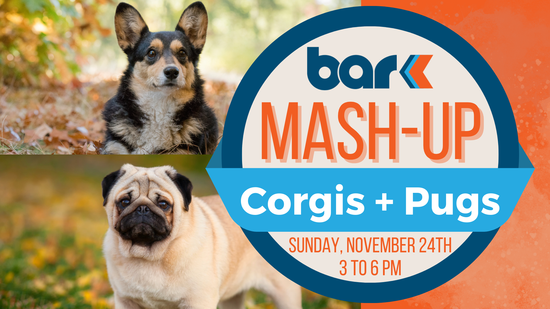 The image is a promotional graphic for an event called "Bark Mash-Up: Corgis + Pugs." It is divided into two sections. The left side features two images stacked vertically: the top half shows a corgi lying on a bed of fallen leaves in an outdoor setting with green, yellow, and orange hues; the bottom half shows a pug standing on grass with a similar background. The right side of the image contains event details in a circular design with bold text. The background of the event details is orange, with a gradient effect. The top of the circular section contains the blue logo "Bark," with an orange arrow, and below it, the text "Mash-Up" in large orange letters. A blue banner across the circle includes the text "Corgis + Pugs" in white. Below, the event details read "Sunday, November 24th, 3 to 6 PM" in orange text.