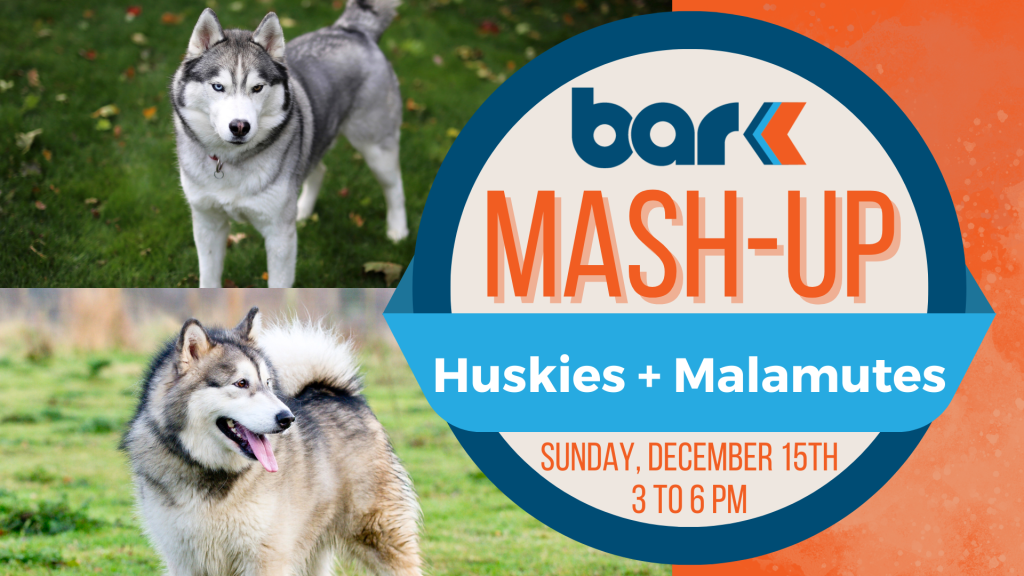 The image is divided into three main sections. The top left features a Siberian Husky standing on lush green grass, with autumn leaves scattered around. The dog has a thick gray and white coat with striking blue eyes. Below, on the bottom left, there is a large Alaskan Malamute with a long bushy tail and a mix of cream, gray, and black fur, standing on grassy terrain. On the right side, a vibrant orange background showcases the event details. At the top, the word "bark" is written in a bold, rounded blue font with an orange arrow-like design next to it. Below, "MASH-UP" is prominently displayed in large orange letters inside a white circle outlined in blue. The event details are set against a blue ribbon; written in white is "Huskies + Malamutes" and in orange, "SUNDAY, DECEMBER 15TH 3 TO 6 PM."