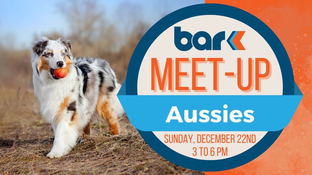 The image features a vibrant outdoor scene with an Australian Shepherd dog standing on dry grass. The dog has a lush, multi-colored coat with white, black, and brown patches and is holding an orange ball in its mouth. To the right of the dog, there is a bold circular graphic on an orange background. The graphic includes the logo "bark" in lowercase letters at the top, with the word "MEET-UP" in large orange capital letters underneath. Below this, the word "Aussies" is written in white against a blue ribbon that cuts across the circle. The bottom section of the circle includes the date and time details: "SUNDAY, DECEMBER 22ND 3 TO 6 PM" in small orange capital letters.