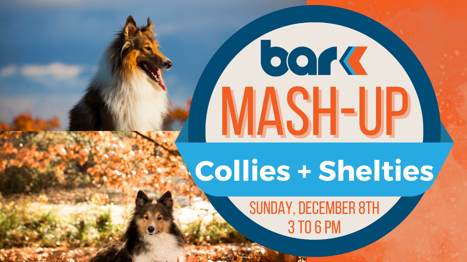 The image is a digital flyer split into two main sections. The left section displays two images of dogs: the top half features a side profile of a collie with a lush coat against a blue sky, while the bottom half shows a Shetland sheepdog with a fluffy coat sitting among autumn foliage. The right section contains event information on an orange background. The word "bark" is at the top, followed by a large circular emblem in blue and white with the text “MASH-UP” in bold orange letters. Below, a blue band displays “Collies + Shelties” in bold white text. At the bottom, there is event information in orange text detailing the date and time.